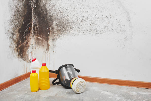 Best Mold Removal Near Me  in Rushville, NE