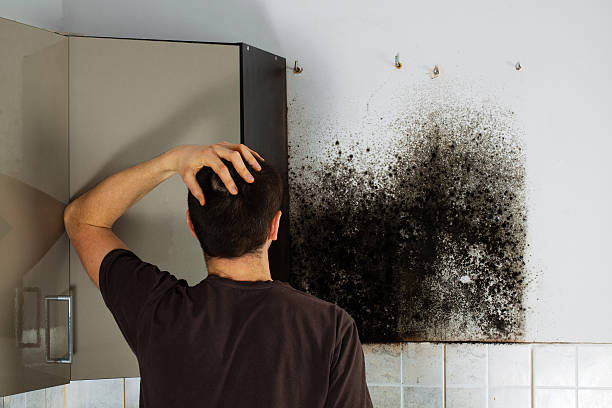 Best Fast Mold Removal  in Rushville, NE